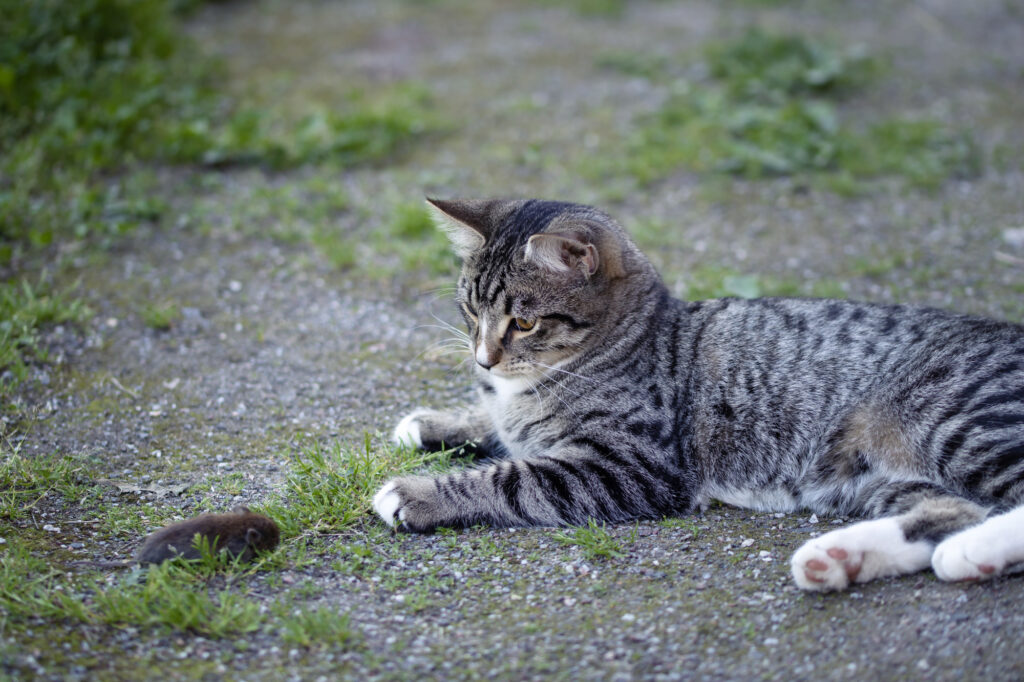 Gray striped young cat lies in the yard with a caught mouse.